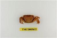 藏品(肉球近方蟹)的圖片